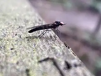 Description de l'image Protaxymyia thuja.jpg.