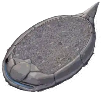 Reconstitution d'un Protocinctus