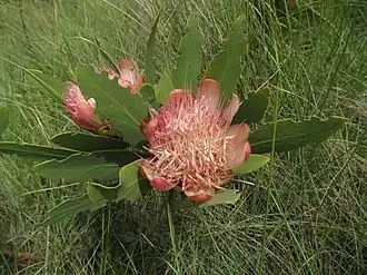 Description de l'image Protea dracomontana 30312614.jpg.