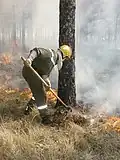 APFM protégeant un arbre en brûlage dirigé en Forêt Domaniale de Morières-Montrieux en 2006.