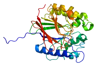 Image illustrative de l’article Phosphatase acide tartrate-résistante