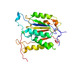 Image illustrative de l’article Caspase 6