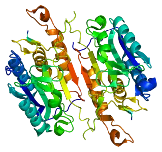 Image illustrative de l’article Caspase 7