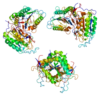 Image illustrative de l’article Caspase 8