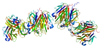 Image illustrative de l’article Ectodysplasine