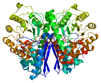 Image illustrative de l’article Énolase 2
