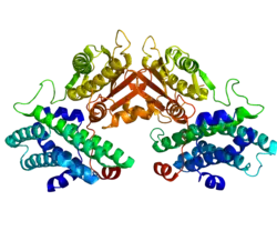 Image illustrative de l’article Pyruvate déshydrogénase kinase
