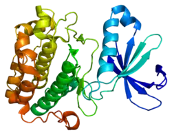 Image illustrative de l’article Pyruvate déshydrogénase kinase