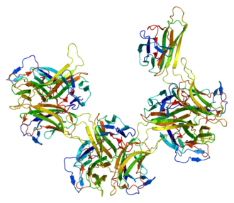Image illustrative de l’article BAFF (cytokine)