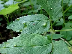 Vésicules sur une feuille d'Aegopodium podagraria.