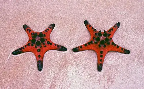 Protoreaster nodosus.