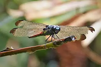 Description de l'image Protorthemis coronata (48658994033).jpg.