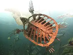 Squelette d'une tortue aquatique préhistorique.