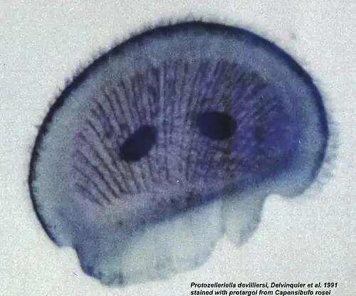Protozelleriella devilliersi.