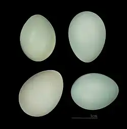 Photographie de quatre œufs de couleur blanchâtre à bleu très pâle.