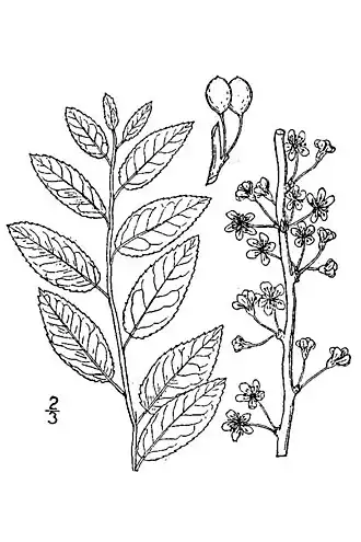 Description de l'image Prunus gracilis.jpg.
