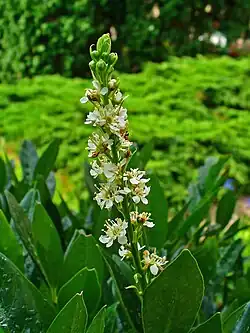 Inflorescence