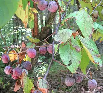 Description de l'image Prunus mexicana-fruits-leaves.jpg.