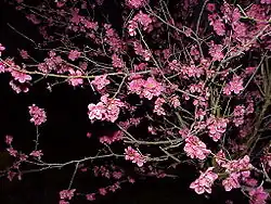 Prunus mume en fleur.