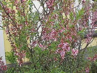 Description de l'image Prunus tenella1.jpg.