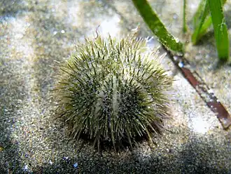 Oursin grimpeur (Psammechinus microtuberculatus)