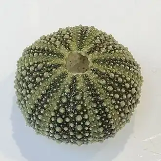 Test de Psammechinus miliaris