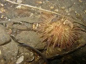 Oursin grimpeur (Psammechinus miliaris)