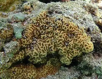 Psammocora profundacella?