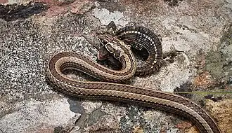 Description de l'image Psammophis crucifer04.jpg.