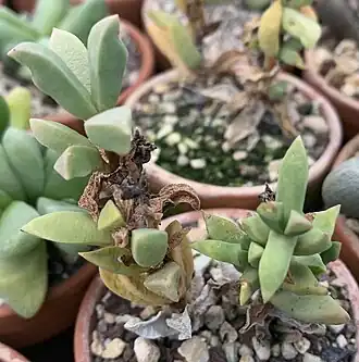 Description de l'image Psammophora modesta 17083.jpg.