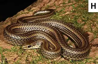 Description de l'image Psammophylax variabilis (10.3897-zse.92.9948) Figure 4 (cropped).jpg.