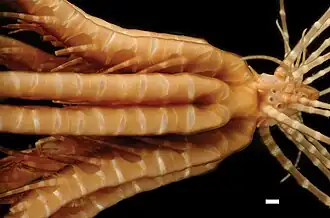 Psathyrometra cf. fragilis