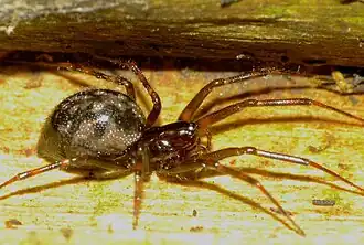 Description de l'image Pseudafroneta spp.jpg.