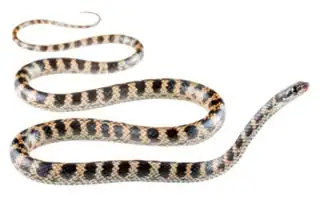 Description de l'image Pseudalsophis slevini.png.