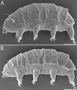 Description de l'image Pseudechiniscus mascarenensis (10.3897-evolsyst.5.59997) Figure 16.jpg.