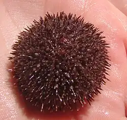 Pseudechinus albocinctus.