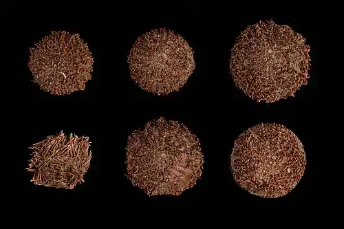 Pseudechinus flemingi.