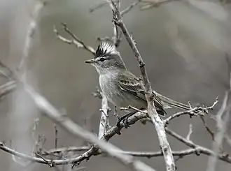 Description de l'image Pseudelaenia leucospodia - Gray-and-white Tyrannulet (cropped).jpg.