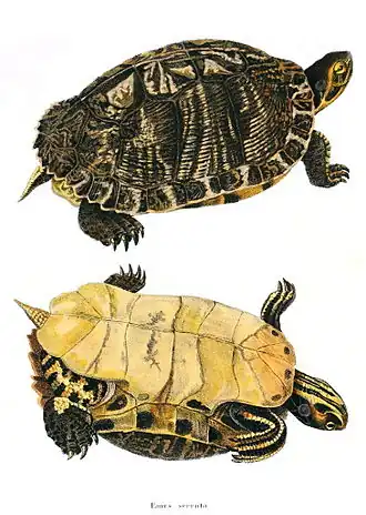 Description de l'image Pseudemys peninsularisHolbrookV1P05A.jpg.