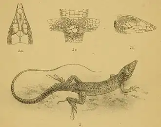 Description de l'image Pseuderemias erythrosticta.jpg.