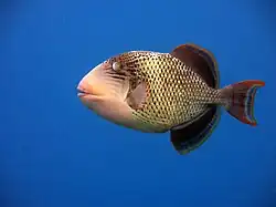 Un poisson-baliste à marges jaunes (Pseudobalistes flavimarginatus)