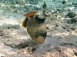 Un baliste à marges jaunes (Pseudobalistes flavimarginatus)