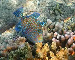 Pseudobalistes fuscus (subadulte)