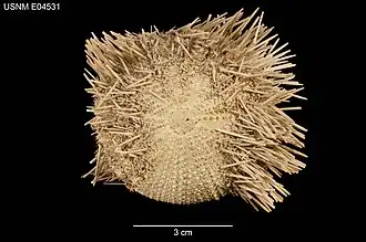 Pseudoboletia occidentalis