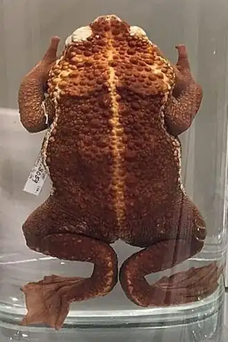 Description de l'image Pseudobufo subasper Lee Kong Chian Natural History Museum, Singapore - 20150808.jpg.