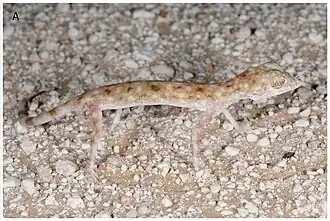 Description de l'image Pseudoceramodactylus khobarensis.jpg.