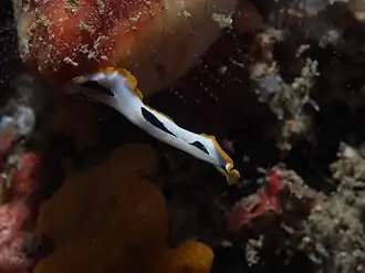 Description de cette image, également commentée ci-après