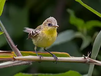Description de l'image Pseudocolopteryx acutipennis Subtropical Dordito; Mongaguá, São Paulo, Brazil (cropped).jpg.