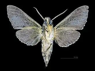 Description de cette image, également commentée ci-après