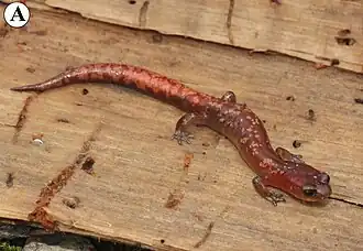 Description de l'image Pseudoeurycea aurantia from Peña Verde, Oaxaca.jpg.